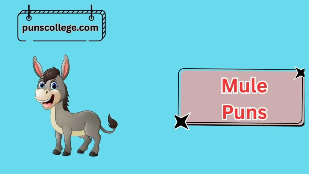 Funny Mule Puns