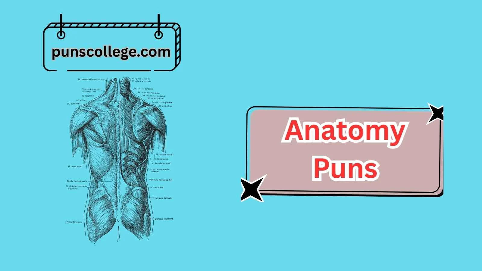 Anatomy Puns